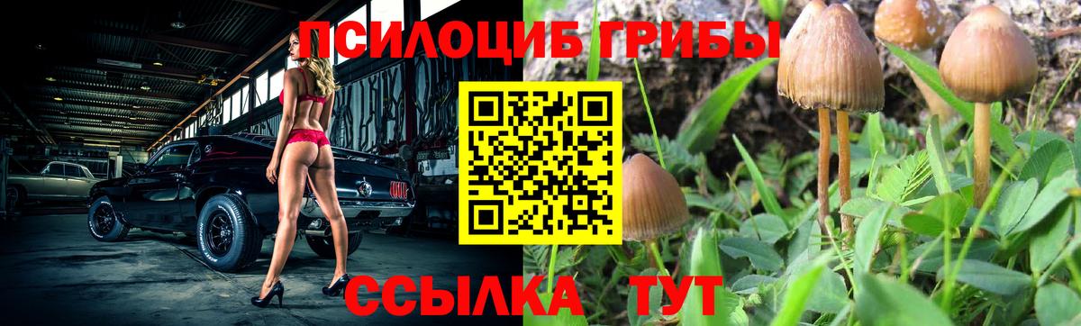 Боровичи  магазин    Вход с VPN  Галлюциногенные грибы Psilocybe 